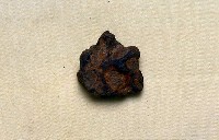 藏品(動物骨化石)的圖片